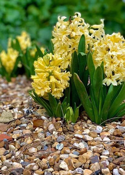 Early spring beauty in gravel - DENMANS GARDEN