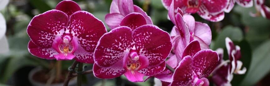 Výstava orchidejí - Botanická zahrada a arboretum