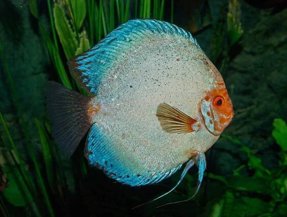 File:Symphysodon aequifasciatus - Karlsruhe Zoo 03.jpg