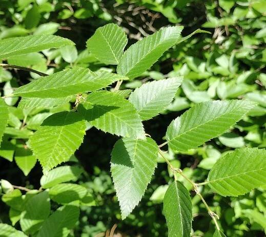 Carpinus henryana var. simplicidentata