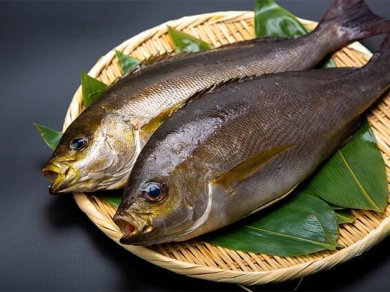 KAN ISAKI – Japanese Grunt Fish
