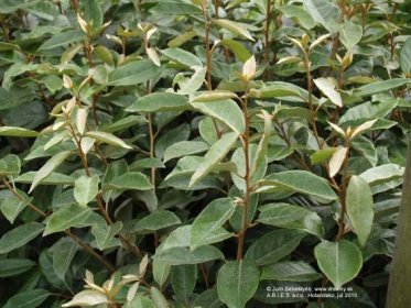 Hlošina ebbingeova Limelight (ruská oliva) | Elaeagnus (Eleagnus) ebbingei Limelight - Záhradníctvo ABIES