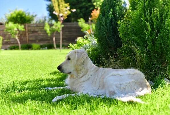 How to Get Rid of Fleas in Your Yard—and Keep Them From Coming Indoors