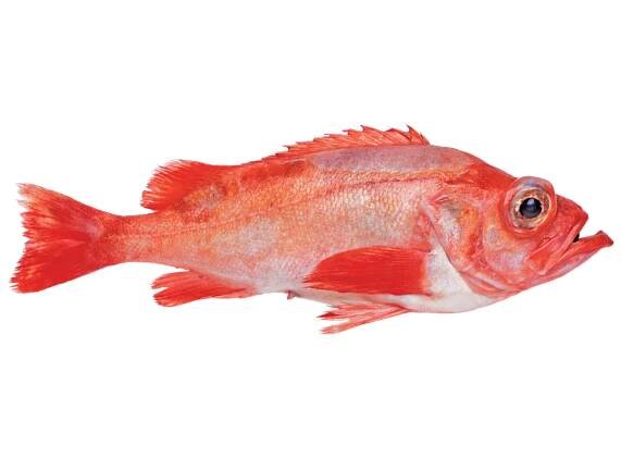 redfish-large
