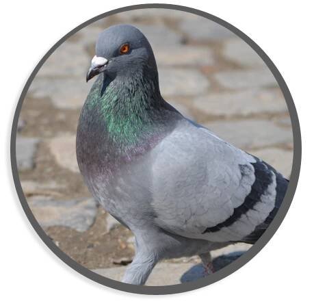 Ochrana před holuby