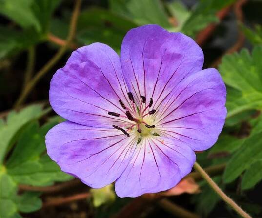 hardy geraniums Rozanne (&lsquo;Gerwat&rsquo;) flowering in summer display