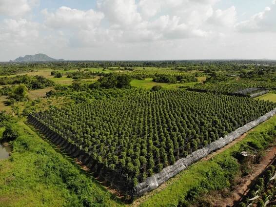 an aerial view of a large tree farm