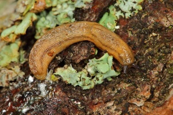 Arion obesoductus - plzák alpský | Arionidae - plzákovití | Natura Bohemica