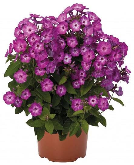 Phlox paniculata EARLY FLAME PURPLE EYE - plamenka latnatá, flox - Lukon Glads s.r.o.