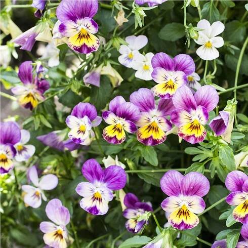 Violka rohatá Miss Helen Mount - Viola cornuta - osivo violky - 100 ks od 40 Kč - Heureka.cz