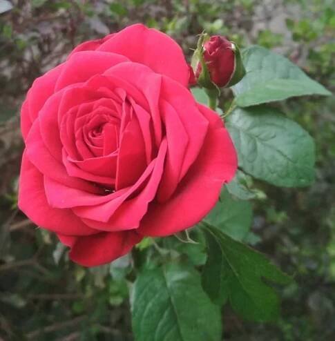 A close-up shot of a red rose growing in the garden. — Stock Image