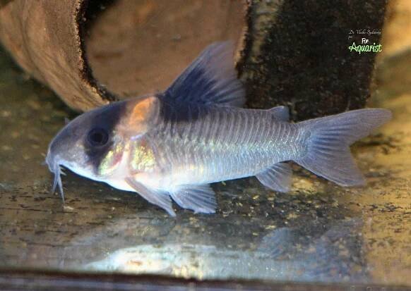 Corydoras burgessi - Ve stínu Burgesse: Tajemství pancéřníčků z Rio Negro