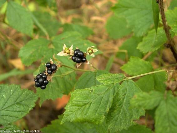 Rubus franconicus – ostružiník rumištní • Pladias: Databáze české flóry a vegetace