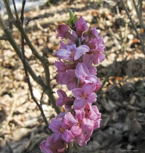 Lýkovec jedovatý (Daphne mezereum)