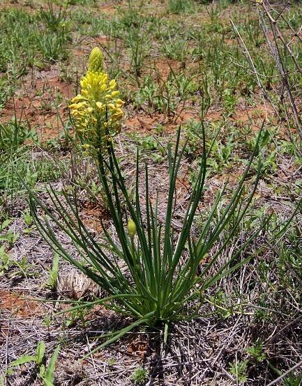 Bulbine abyssinica