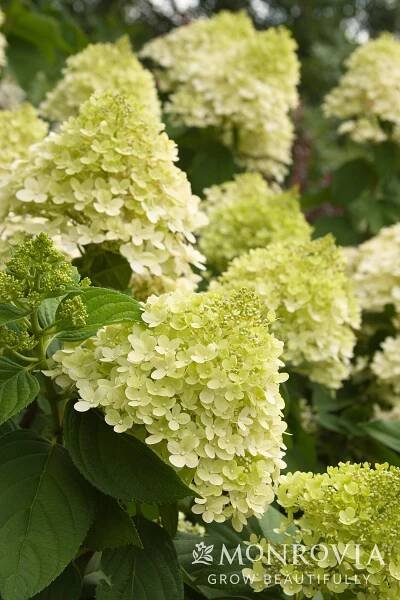 Ornamental & Unique Trees – Sierra Nevada Plant Guide