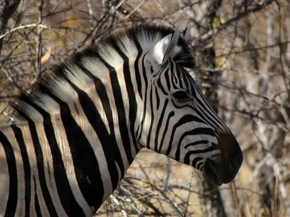 Zebra Burchellova