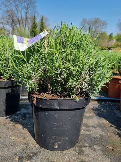 Levandule ́Hidcote'