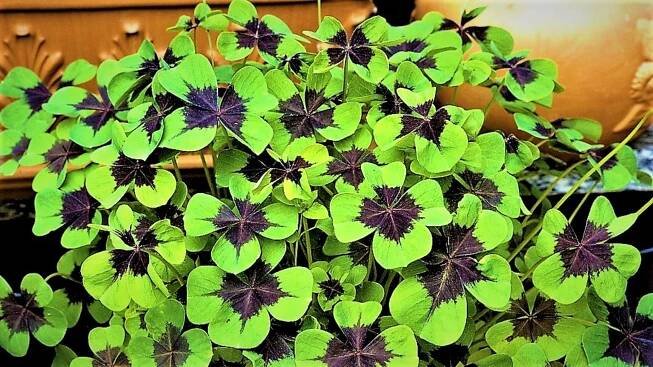 Čtyřlístky pro štěstí můžeme pěstovat doma i v zahradě. Oxalis je nenáročná rostlina