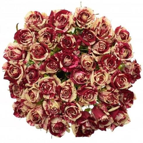 Žíhaná růže HARLEQUIN 60cm (XL) DELUXE