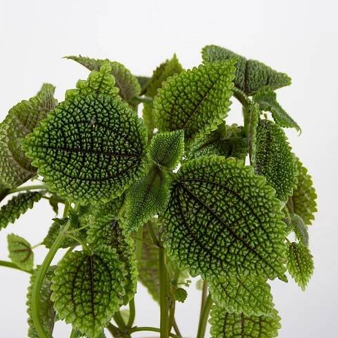 Pilea Moon Valley 'S'
