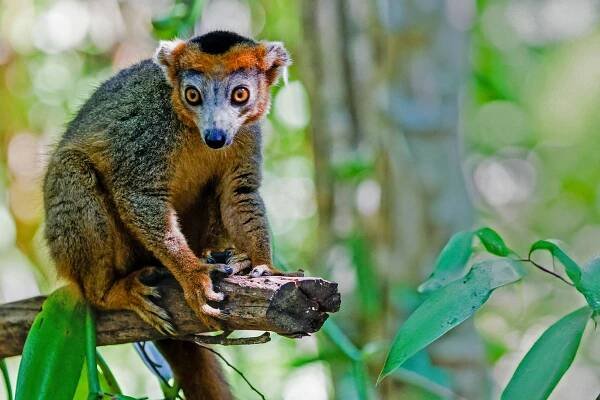 Madagaskar Fotoreise - Benny Rebel Fotosafaris GmbH