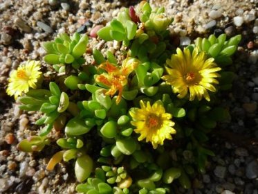 Skalnička - Delosperma Kosmatec- žlutý květ