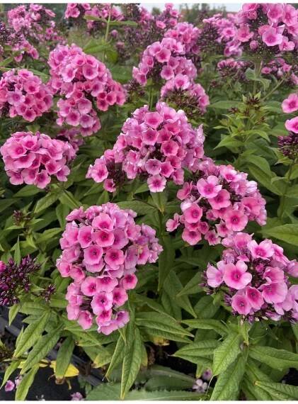 Phlox paniculata BABY FACE - plamenka latnatá, flox