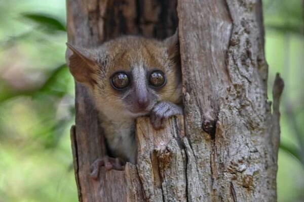 šedá myš lemur microcebus murinus, portrét, madagaskar příroda - lemuři poloopice - stock snímky, obrázky a fotky