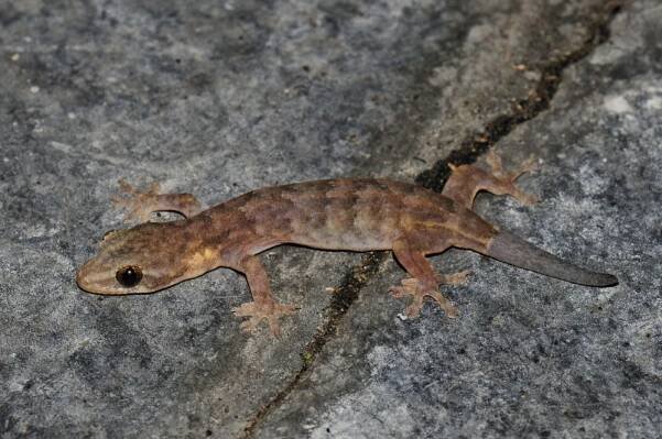 Hemiphyllodactylus titiwangsaensis