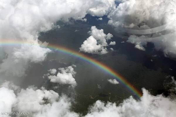 How to Save Tropical Rainforests