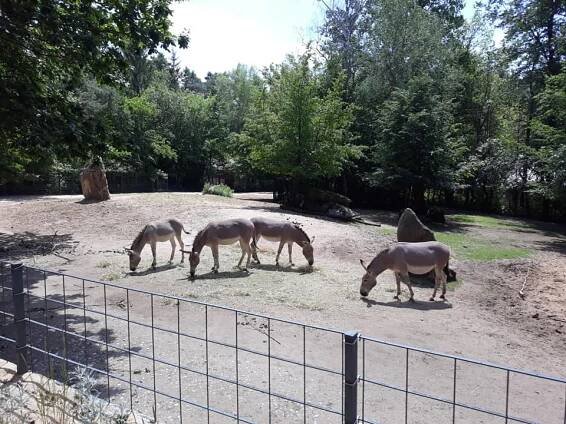 Oficiální stránky obce Babylon - ZOO Nürnberg - 8.6.2019