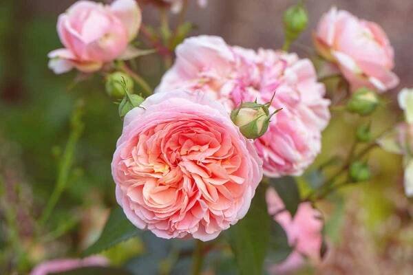 A close up horizontal image of pink-orange David Austin English roses growing in the garden.