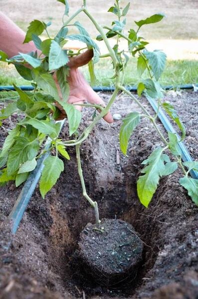 Mastering the Art of Tomato Gardening | Tips and Tricks 