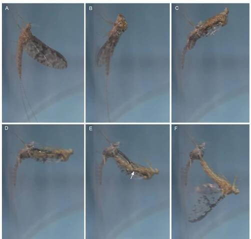 Fig. 11 A-F Different moulting stages from subimago to imago in Callibaetis guttatus (Baetidae), still photographs from video S9. Arrow in E shows wing bending at line predetermined by bullae 