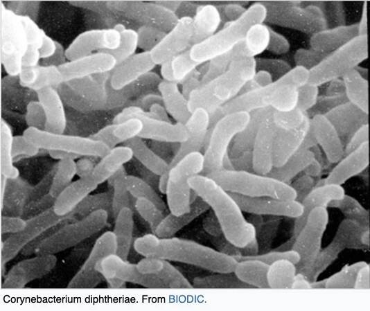 Corynebacteriophage