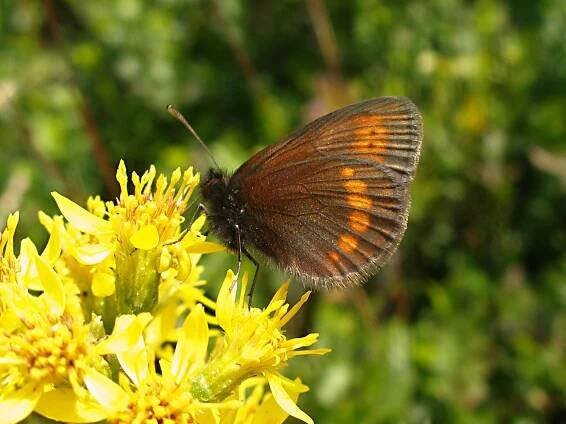 Obrázek - Erebia sudetica sudetica (okáč menší) | BioLib.cz