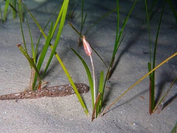 Cymodoceaceae