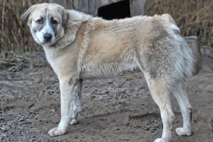 Anatolský pastevecký pes: hlídá ve dne v noci