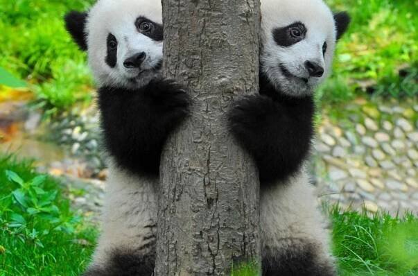 panda velká | 100+1 zahraniční zajímavost