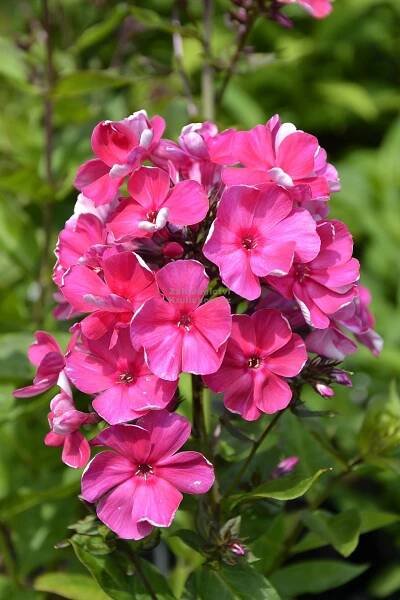 Phlox paniculata " Tenor " - flox, plamenka Zahradnictví Krulichovi - zahradnictví, květinářství, trvalky, skalničky, bylinky