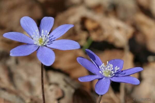 Hepatica nobilis - jaterník podléška
