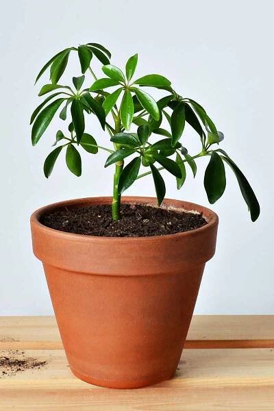 A close up horizontal image of a schefflera (umbrella plant) growing in a terra cotta pot set on a wooden surface.