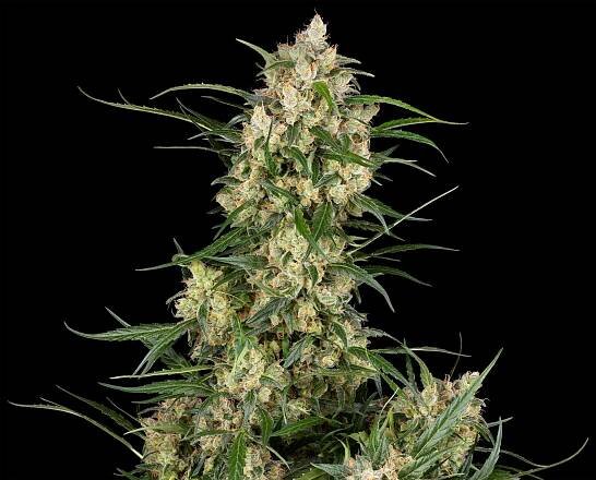 Sensi Seeds at 40: The Roots of Dutch Cannabis History - Sensi Seeds