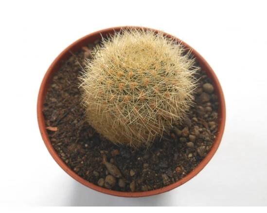 Rebutia fabrisii var. aureiflora