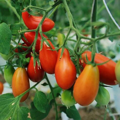 Semena rajčete – Rajče Eduardo F1 – Solanum lycopersicum
