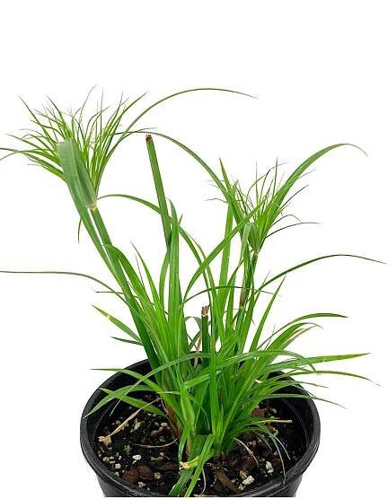 Cyperus papyrus