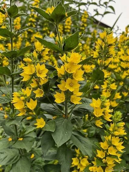 Vrbina (Lysimachia)