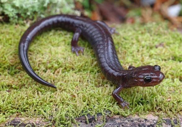 Cheat Mountain salamander