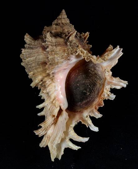 Hexaplex duplex
